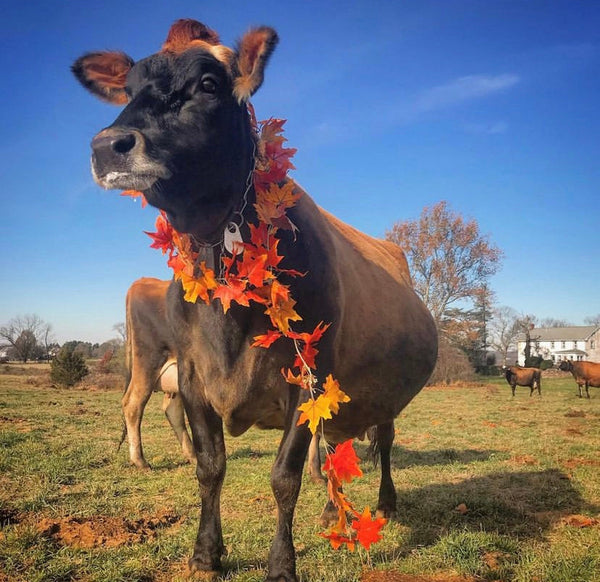 Jersey Cow - Potawatomi Zoo