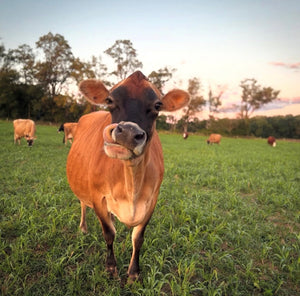 Sugar Maple Jerseys photo 3